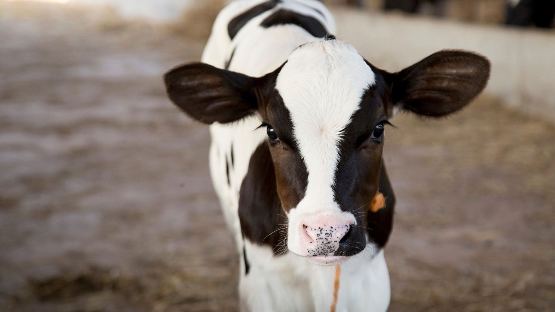 Cow